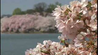 Cherry Blossom Festival Washington DC [upl. by Hsizan]