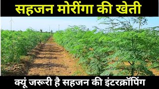 सहजन की खेती  Sahjan ki kheti kaise karen  Moringa Farming [upl. by Jaban]