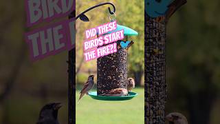 House Finch and Sparrow at Bird Feeder birds birdfeeder wildlife birdlovers birding [upl. by Reisfield]