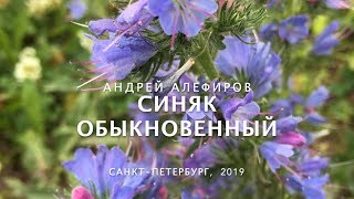 Синяк обыкновенный Алефиров АН [upl. by Andri570]