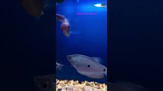 Gurami fish shortvideo ytshorts trending shorts [upl. by Vivyanne188]