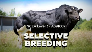 Selective Breeding  NCEA L3 Biology 2021 [upl. by Forsyth]