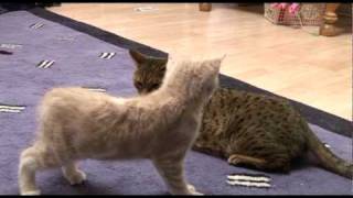 Introducing Bengal cat to a new kitten for first time [upl. by Grindle]