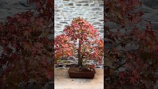 Japanese Red Maple Bonsai  Lovely Autumn Colours [upl. by Cathrin]