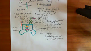 Clathrin Mediated Endocytosis and The Endocytic Pathway Part 3 [upl. by Steffi]