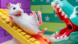 🐹 Hamster vs Pop It maze for pets 🐹 Escape in the Best Hamster Challenges 95 [upl. by Stutman]