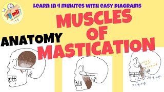 Muscles of Mastication  ANATOMY  Easy notes for exam and Viva [upl. by Calie]