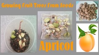 Growing Fruit Trees From Seeds quot Apricot quot [upl. by Oballa]