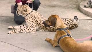 Cheetah Run with Ruuxa  San Diego Zoo Safari Park [upl. by Attelocin194]