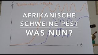 Afrikanische Schweinepest  70ige Reduktion der Wildschweinpopulation [upl. by Lahpos]