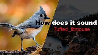 Tufted titmouse [upl. by Eihtak]