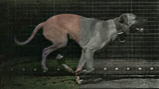 Dog Running 1887  Restoration  Eadweard Muybridge photographs a dog running [upl. by Nedearb658]