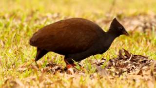 Orangefooted Scrubfowl Megapodius reinwardt  Reinwardthuhn 1 [upl. by Attenor]