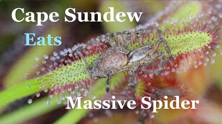 Sundew Swallows Grass Spider  Close Up View [upl. by Karoly]