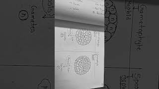 Difference between Gametophyte and Sporophyte [upl. by Drolet]
