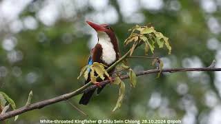 Whitethroated Kingfisher  Chiu S C DSCN2139 [upl. by Tut109]