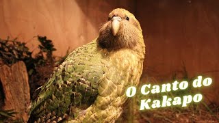 O Canto do Kakapo Strigops habroptila [upl. by Lakim653]