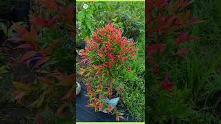 syzygium plant  plantinfo [upl. by Anirbed]