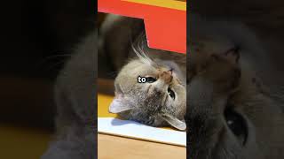 Why Do Cats Love Boxes 📦😺 CatCuriosities AnimalBehavior shorts [upl. by Siednarb753]