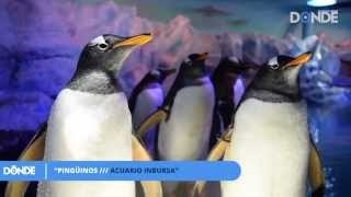 Conoce a los pingüinos del Acuario Inbursa [upl. by Sordnaxela]