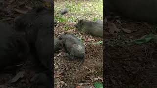 pigletsanimal farmboarhog pigs wildhog animals [upl. by Rocky]