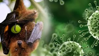 HEALTH WARNING The NIPAH Virus Is 80000 Times DEADLIER Than COVID [upl. by Freemon]