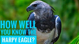 Harpy Eagle  Description Characteristics and Facts [upl. by Dyna]