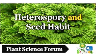 Heterospory and Seed Habit  Plant Science Forum [upl. by Nesnah]