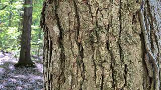 Quercus bicolor Fagaceae swamp white oak [upl. by Enait]