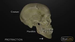 Protrusion and Retraction of the Mandible [upl. by Theobald]