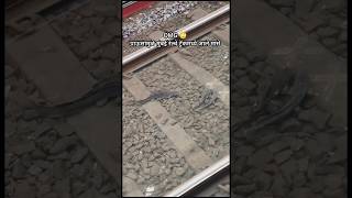 OMG😳 पावसामुळे मुंबई रेल्वे ट्रॅकमध्ये आले मासे  fish in mumbai railway track short shorts viral [upl. by Deena]