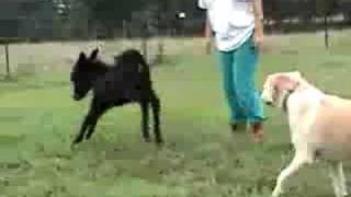 Miniature Donkey Baby at Play [upl. by Edina538]