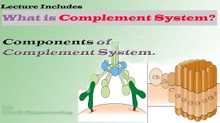 Complement system – An Introduction Components of Complement System [upl. by Snahc314]