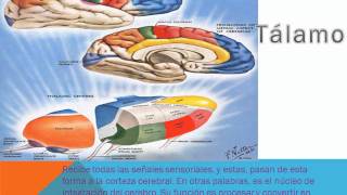 estructuras derivadas de las vesiculas cerebrales [upl. by Seraphim]