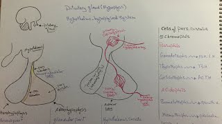 Endocrine systempituitary glandhypothalamushypophyseal axishistology [upl. by Caryl782]