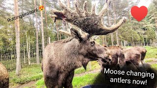 Moose changing the antlers 🌟 [upl. by Giwdul]