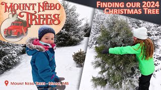 Christmas Tree Cutting 2024  Mount Nebo Trees  Miami MB [upl. by Stuart]