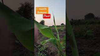 Pollen agro 1 manth banana plant [upl. by Eenet160]