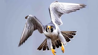 Peregrine falcon sounds [upl. by Juieta]