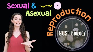 SEXUAL AND ASEXUAL REPRODUCTION GCSE Biology 91  Combined Revision amp Qs [upl. by Erickson]