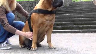 Water Resistant Nylon Bullmastiff Harness [upl. by Naldo]