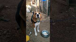 Beagle puppy comedy vedio parvathy comedy malayalam beagle [upl. by Caprice599]