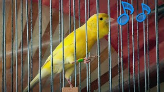 Russian Canary Singing \ Kanarienvogel Gesang \ Bird Sounds [upl. by Ainniz]