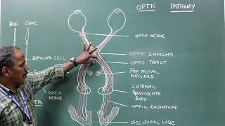 Optic Pathway [upl. by Elleina]