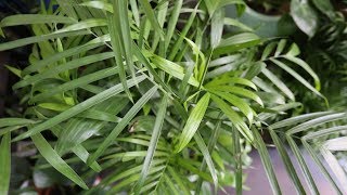 Plant Parenthood Video Series Bamboo Palm [upl. by Mylan429]