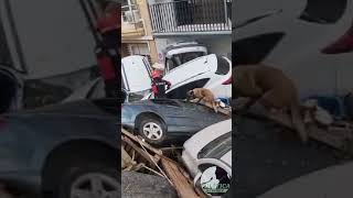 🐕🆘 Este perro busca a víctimas en el interior de los vehículos afectados por la DANA en Paiporta [upl. by Haleigh]