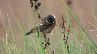 Common Stonechat Saltimpalo Saxicola torquata [upl. by Ragse]