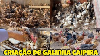 criação de galinhas caipiras pintinhos e frangos [upl. by Latham]