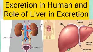 Excretion in Human  Liver as Excretory Organ  2nd year Biology  Chap 15 Lec 7 [upl. by Berky292]