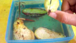 My Mangoes and Mango seeds growing in container with water [upl. by Adiaroz]